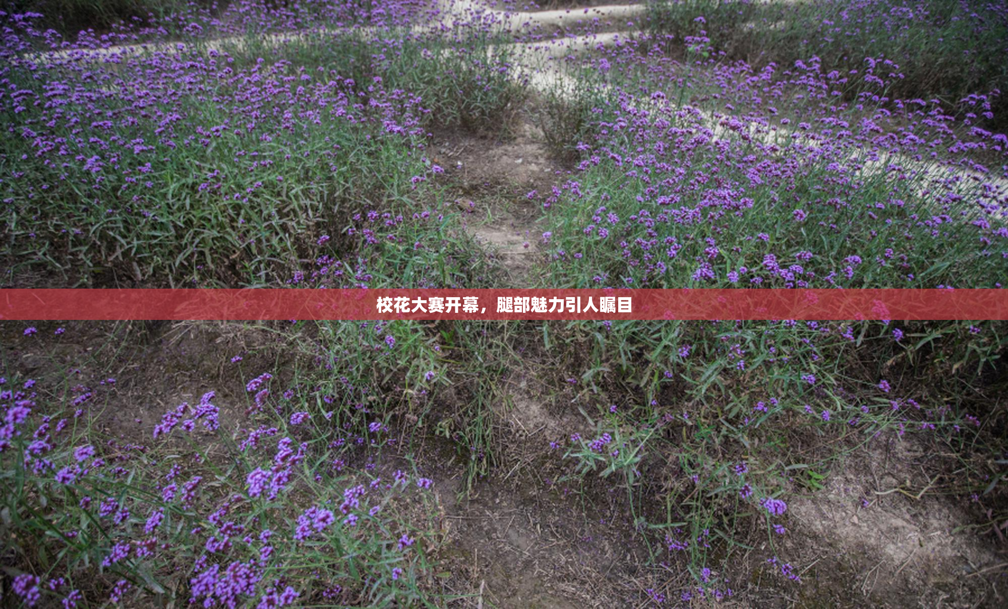 校花大赛开幕，腿部魅力引人瞩目