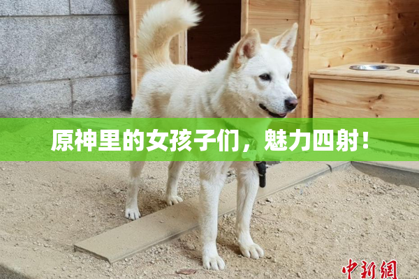 原神里的女孩子们，魅力四射！