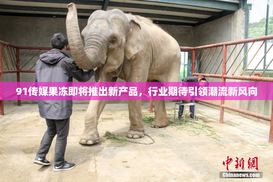 91传媒果冻即将推出新产品，行业期待引领潮流新风向