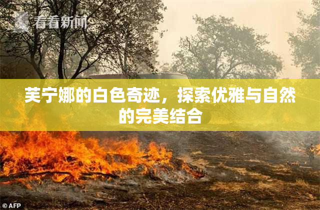 芙宁娜的白色奇迹，探索优雅与自然的完美结合