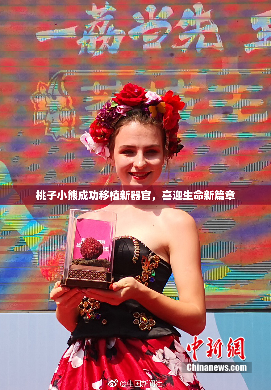 桃子小熊成功移植新器官，喜迎生命新篇章