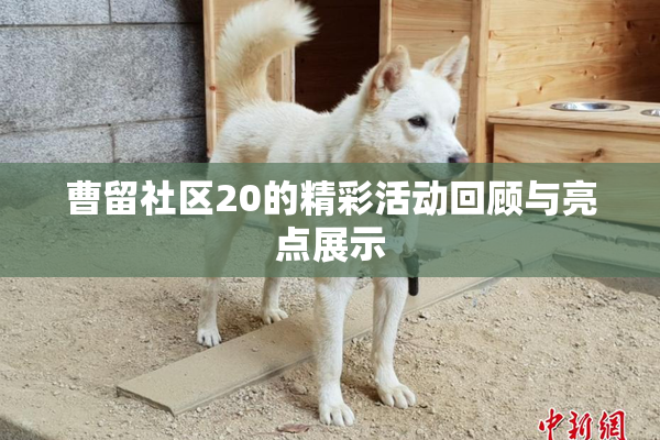 曹留社区20的精彩活动回顾与亮点展示