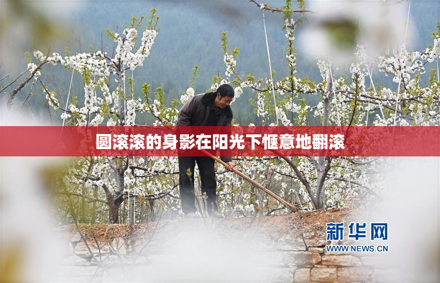 圆滚滚的身影在阳光下惬意地翻滚