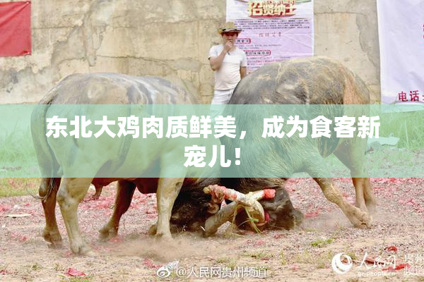东北大鸡肉质鲜美，成为食客新宠儿！