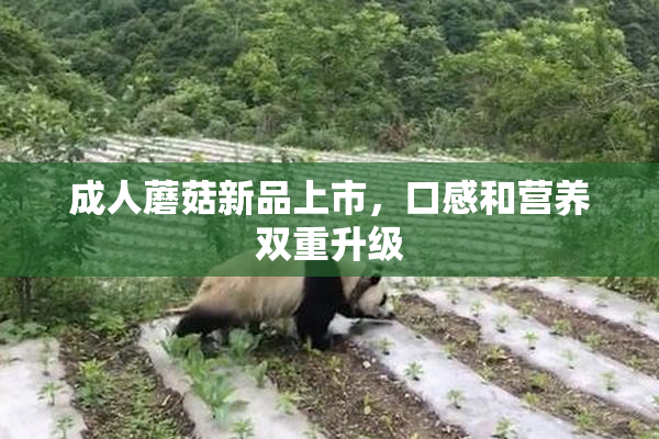 成人蘑菇新品上市，口感和营养双重升级