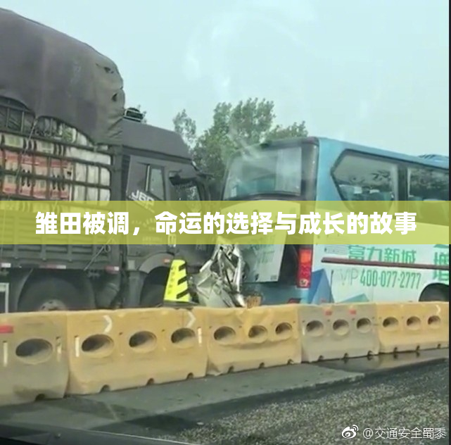 雏田被调，命运的选择与成长的故事