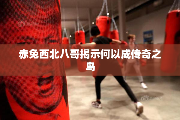 赤兔西北八哥揭示何以成传奇之鸟