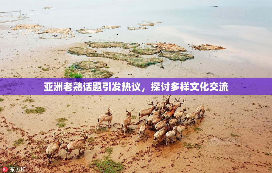 亚洲老熟话题引发热议，探讨多样文化交流