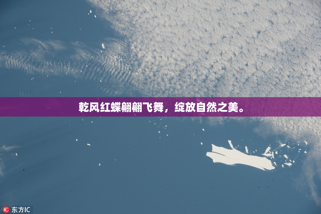 乾风红蝶翩翩飞舞，绽放自然之美。