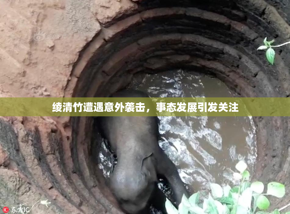 绫清竹遭遇意外袭击，事态发展引发关注