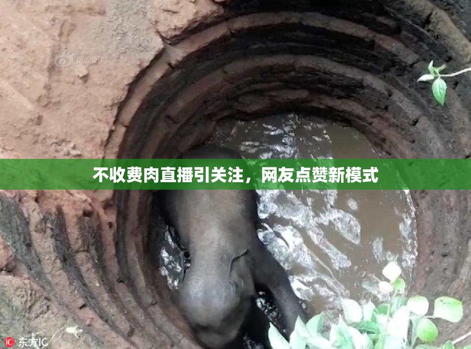 不收费肉直播引关注，网友点赞新模式