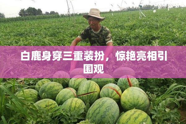 白鹿身穿三重装扮，惊艳亮相引围观