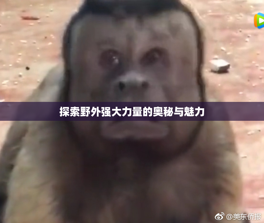 探索野外强大力量的奥秘与魅力