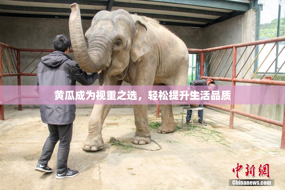 黄瓜成为视重之选，轻松提升生活品质