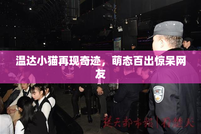温达小猫再现奇迹，萌态百出惊呆网友
