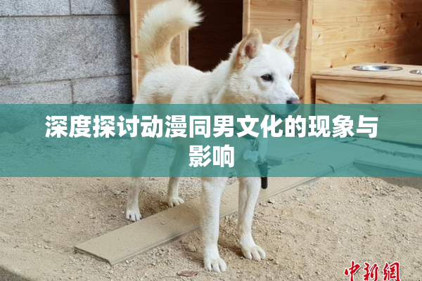 深度探讨动漫同男文化的现象与影响