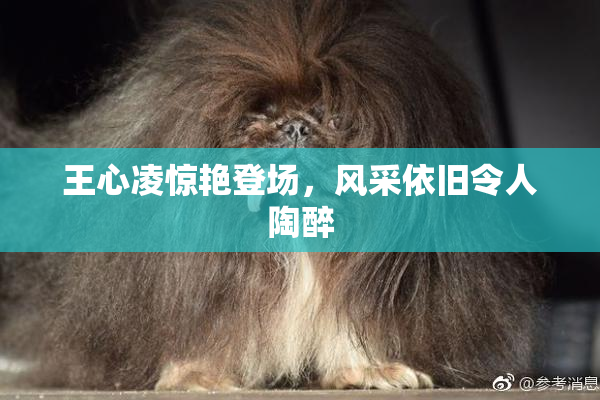 王心凌惊艳登场，风采依旧令人陶醉