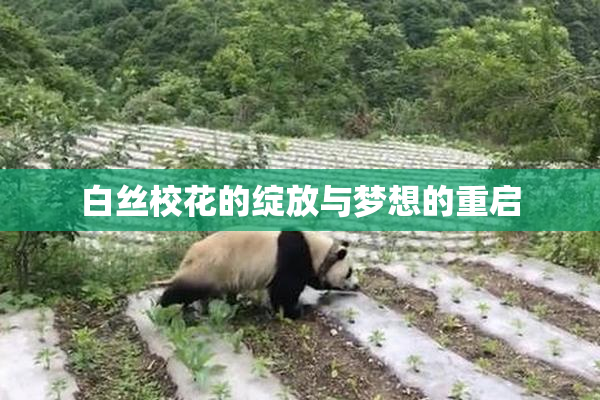 白丝校花的绽放与梦想的重启