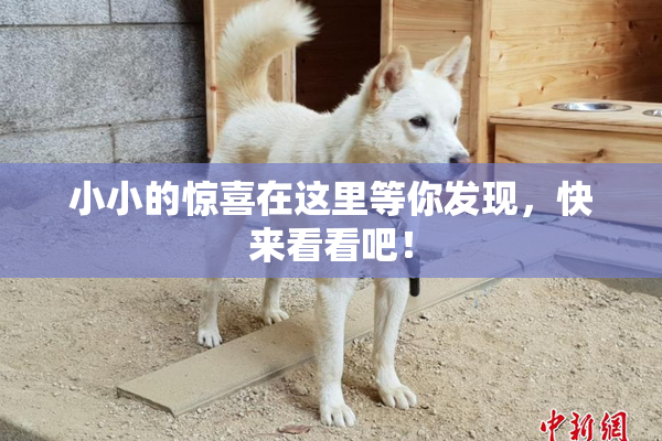 小小的惊喜在这里等你发现，快来看看吧！