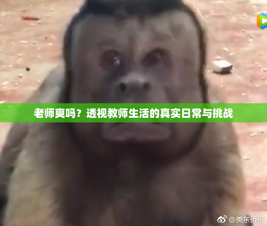 老师爽吗？透视教师生活的真实日常与挑战