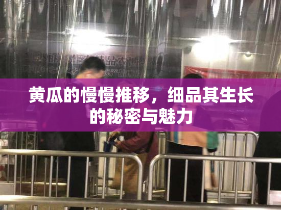 黄瓜的慢慢推移，细品其生长的秘密与魅力