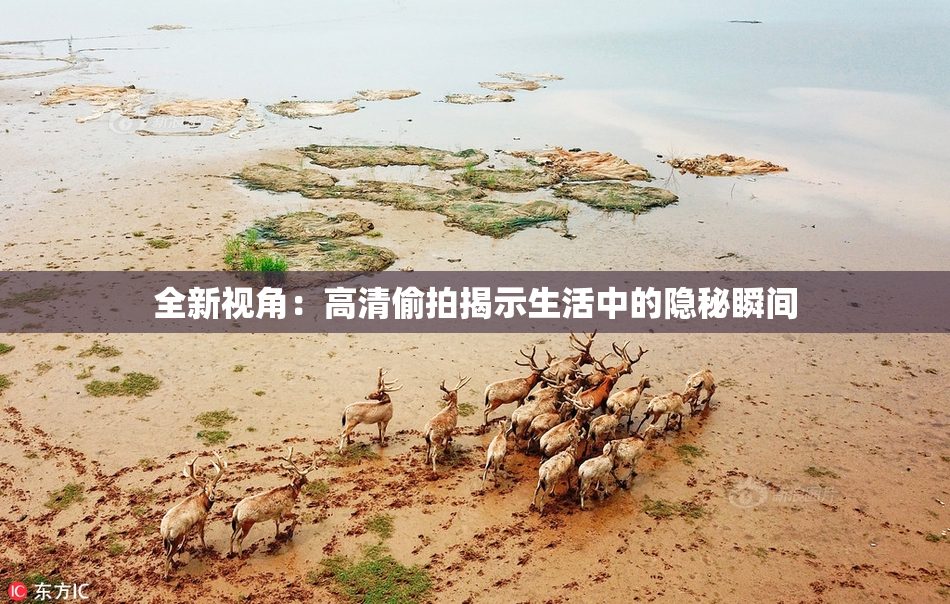 全新视角：高清偷拍揭示生活中的隐秘瞬间