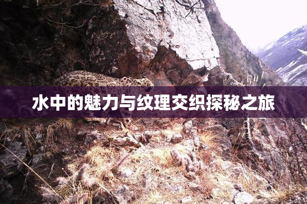 水中的魅力与纹理交织探秘之旅