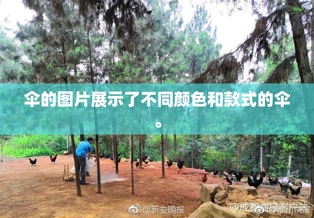伞的图片展示了不同颜色和款式的伞。