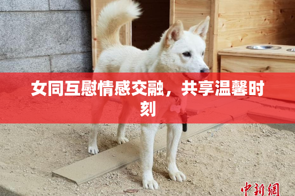 女同互慰情感交融，共享温馨时刻