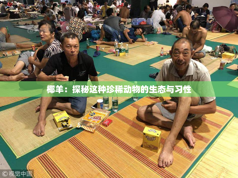 椰羊：探秘这种珍稀动物的生态与习性