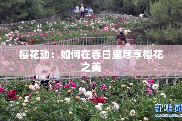 樱花动：如何在春日里尽享樱花之美