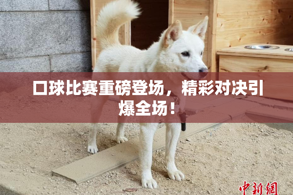 口球比赛重磅登场，精彩对决引爆全场！