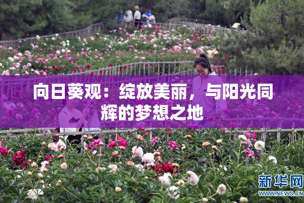 向日葵观：绽放美丽，与阳光同辉的梦想之地