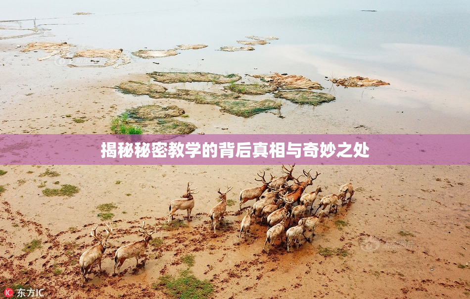 揭秘秘密教学的背后真相与奇妙之处