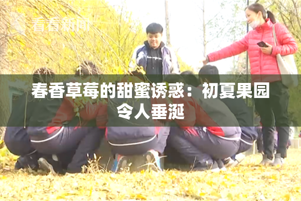 春香草莓的甜蜜诱惑：初夏果园令人垂涎