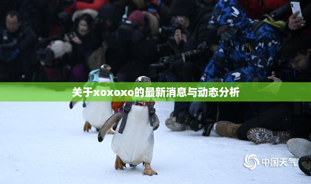 关于xoxoxo的最新消息与动态分析