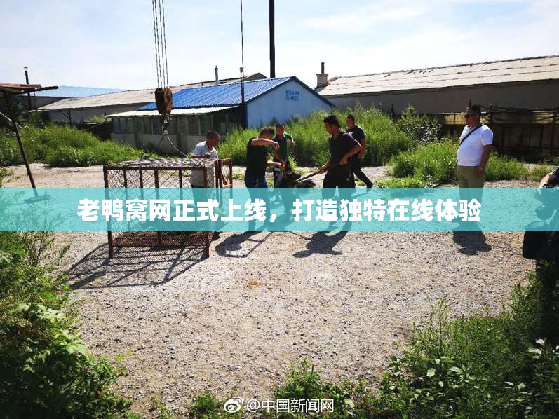 老鸭窝网正式上线，打造独特在线体验