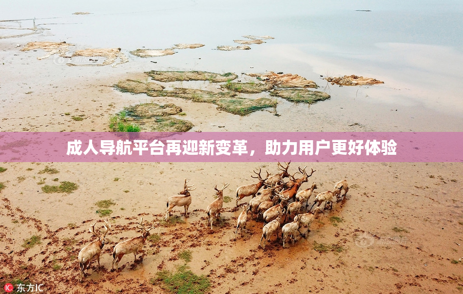 成人导航平台再迎新变革，助力用户更好体验