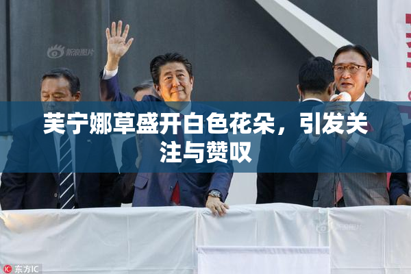 芙宁娜草盛开白色花朵，引发关注与赞叹