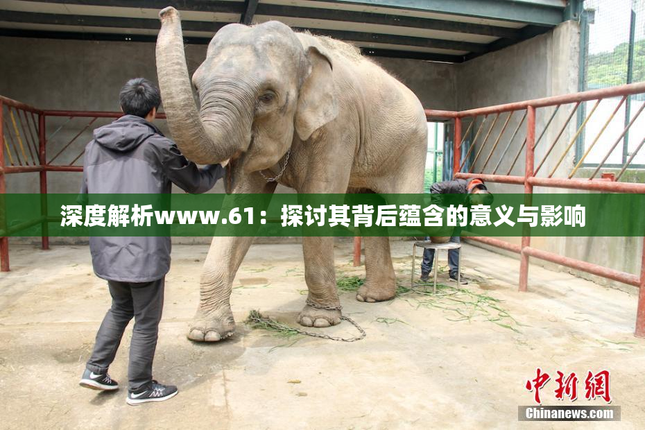 深度解析www.61：探讨其背后蕴含的意义与影响