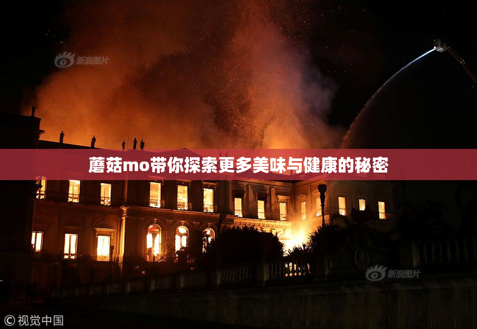 蘑菇mo带你探索更多美味与健康的秘密