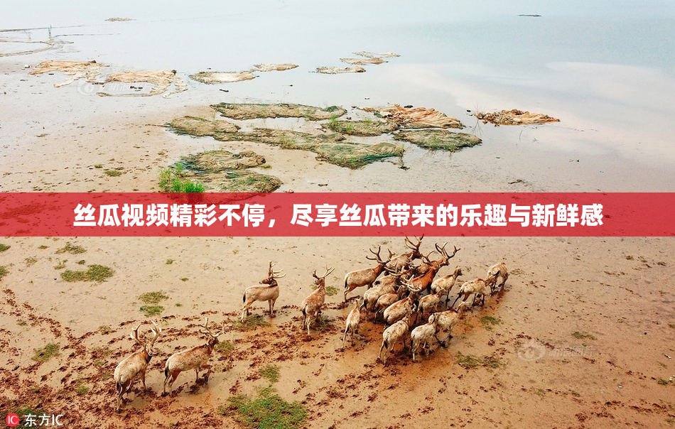 丝瓜视频精彩不停，尽享丝瓜带来的乐趣与新鲜感