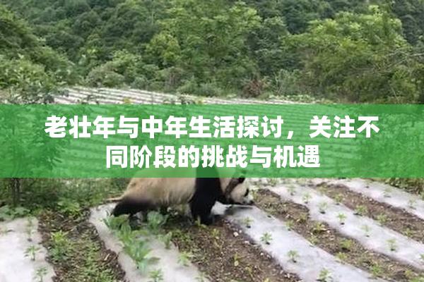 老壮年与中年生活探讨，关注不同阶段的挑战与机遇