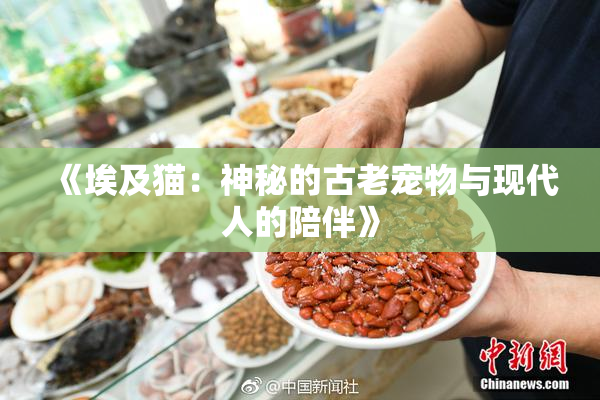 《埃及猫：神秘的古老宠物与现代人的陪伴》
