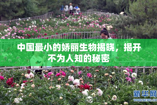 中国最小的娇丽生物揭晓，揭开不为人知的秘密