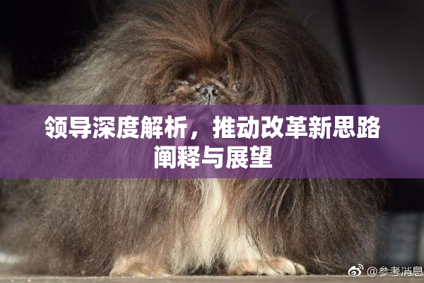 领导深度解析，推动改革新思路阐释与展望
