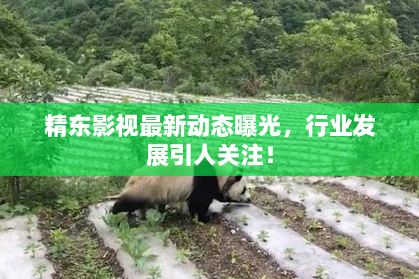 精东影视最新动态曝光，行业发展引人关注！