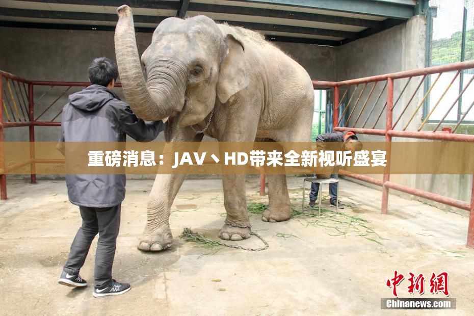 重磅消息：JAV丶HD带来全新视听盛宴