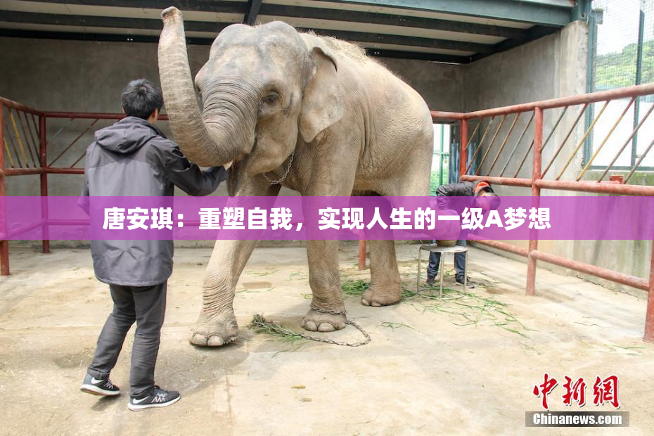 唐安琪：重塑自我，实现人生的一级A梦想