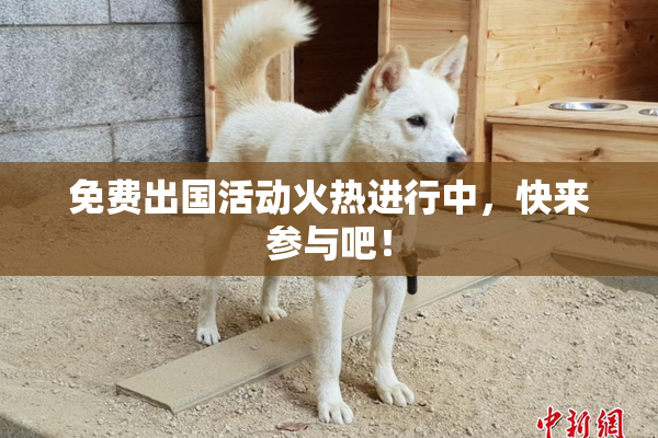 免费出国活动火热进行中，快来参与吧！